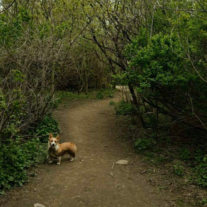 Etobicoke Valley Dog Park Review – An Off Leash Trail Oasis