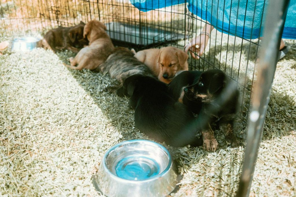 Second Chance Animal Rescue Society puppy playpen at the Top Dog Photo Shoot and Tasting event at Hounds of Erie Winery