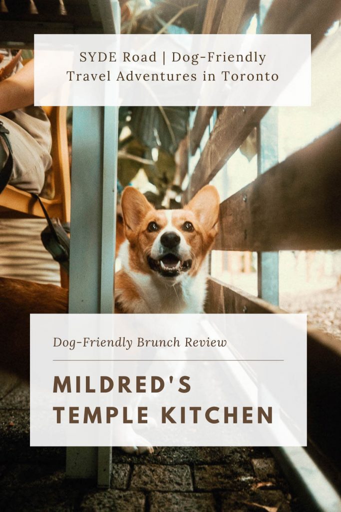Corgi with open mouth in between a table and wooden fence