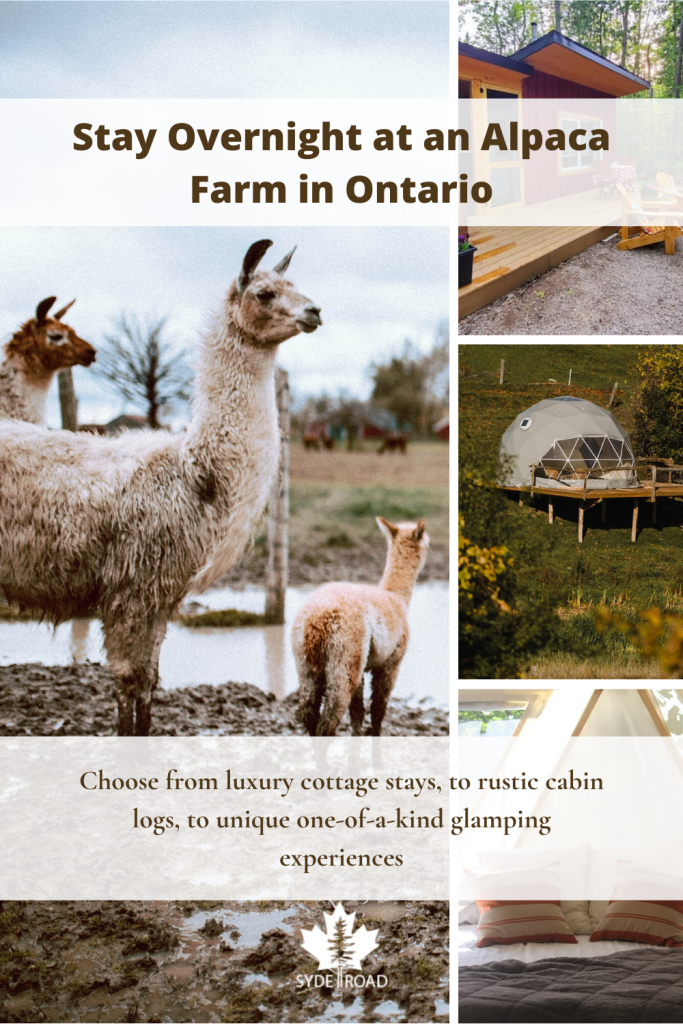 4 images. Left most - family of alpacas on an Ontario Alpaca Farm. Top Right - log cabin with alpacas in front. Middle right - geo dome. Bottom right : yome