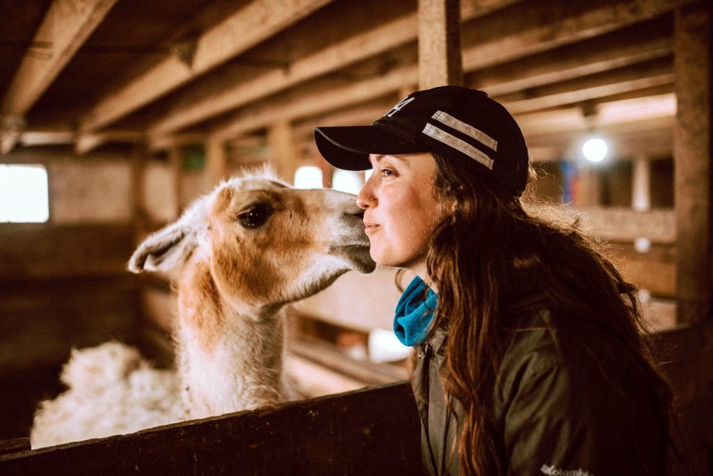 S.A.M.Y's alpaca walking tour guide receiving kisses from alpacas