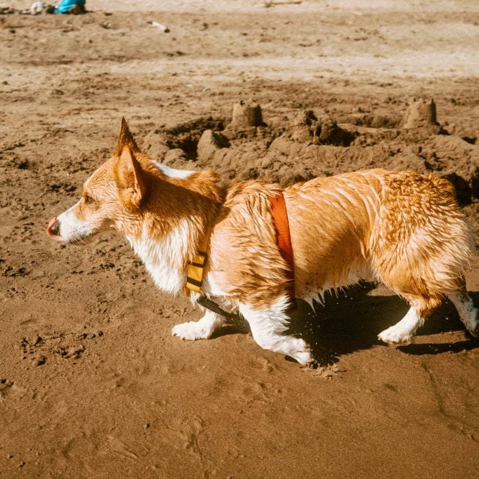 Long Point Provincial Park Review: Spending a Dog-Friendly Afternoon Swimming in Ontario’s Warmest Waters
