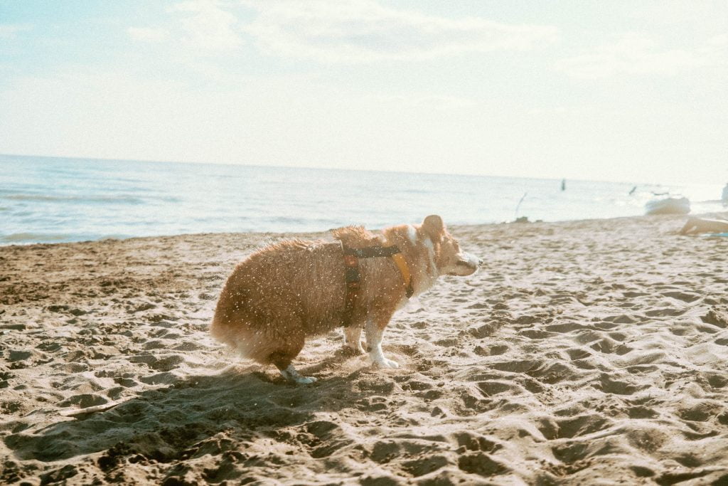 Corgi in harness shaking water off her body on a beach at Long Point Provincial Park - Dog Beach
