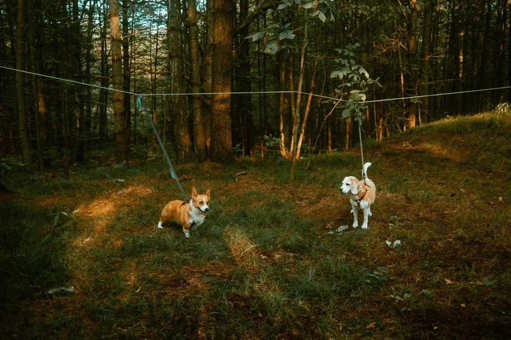 Dog Zipline set up with two dogs at Sibo's Bell Tent Glamping Site in Verona, Ontario