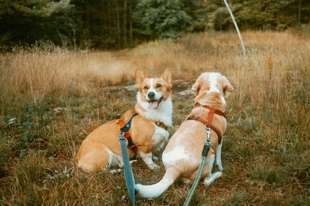 Exploring with a corgi and beagle on Sibo's Property while staying at the bell tent glamping site in Verona, Ontario