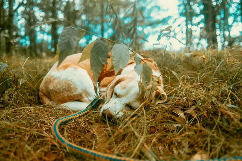 Beagle curled up under a branch at Bell Tent Glamping Site in Verona, Ontario