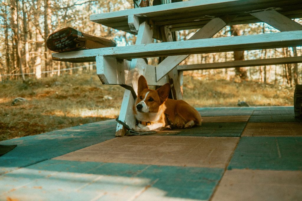 Corgi hiding under picnic table at Sibo's Bell Tent Glamping Site in Verona, Ontario