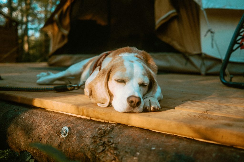 Beagle relaxing on bell tent deck at Sibo's Bell Tent Glamping Site in Verona, Ontario