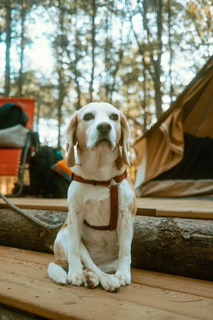 Beagle sitting crossed legged at Sibo's Bell Tent Glamping Site in Verona, Ontario