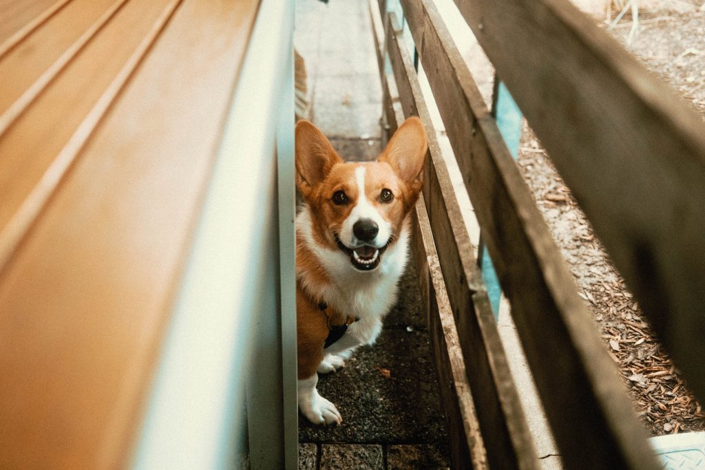 Corgi smiling at camera between a table and a wooden fence at Mildred's Temple Kitchen's Patio