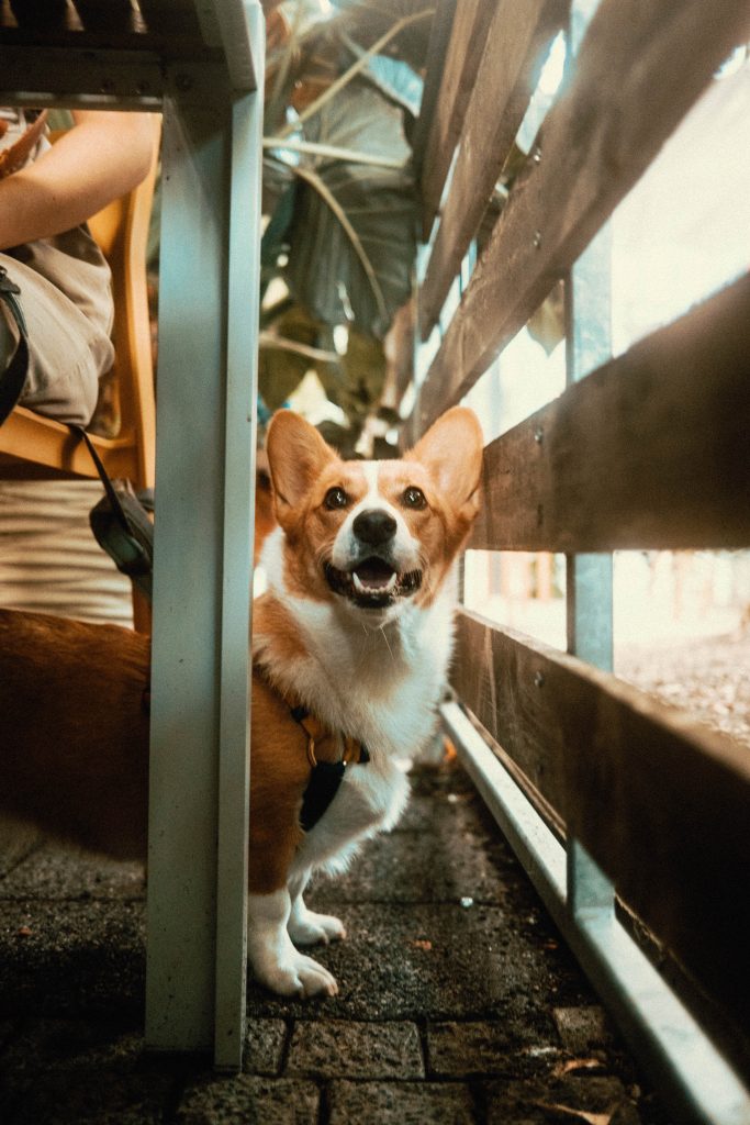 Corgi waiting for owners under the table at Mildred's Temple Kitchen