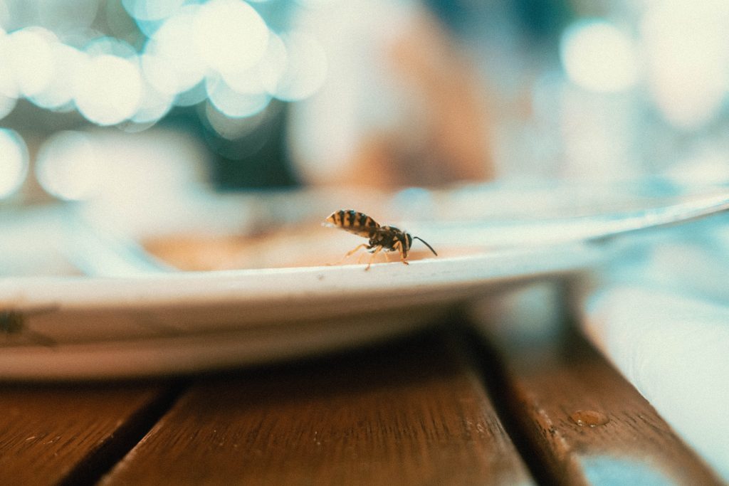 Wasp walking on a plate