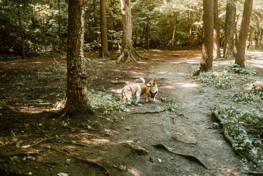 Beagle and Corgi enjoying an off-leash forested walking trail at this Oshawa Dog Park - Harmony Valley Dog Park