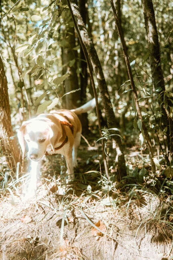 Beagle in the sunlight with forest in the background at Harmony Valley Dog Park