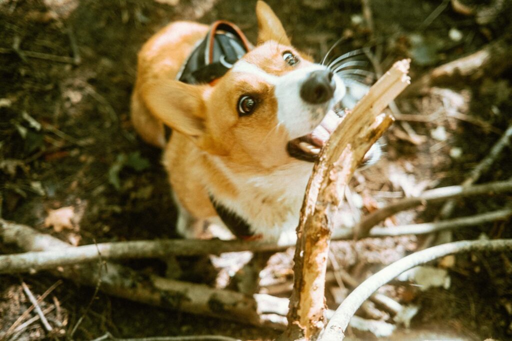 Corgi attempting to eat a branch