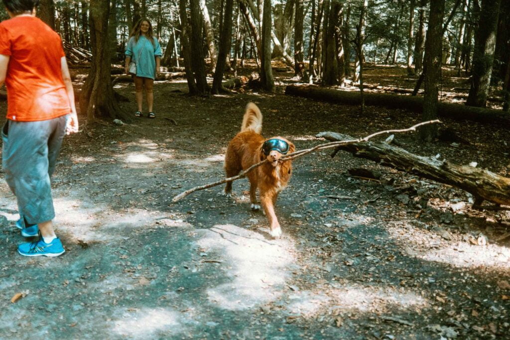 Golden Retriever wearing Rex Spex walking and carrying a large branch