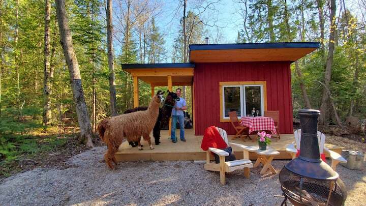 Forty Hill ranch - Front of Cabin with Alpacas and Llamas