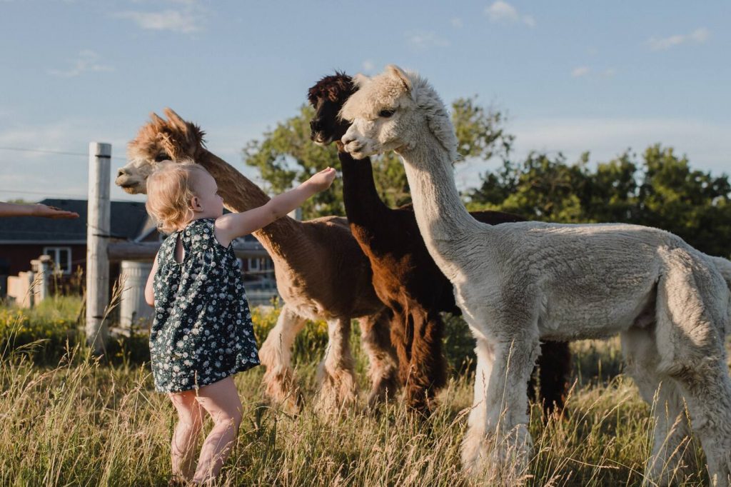 Millensmith Farmstay Farm Experience - Infance reaching out to alpaca