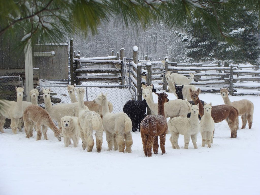 Silent Valley Alpaca - Alpaca Winter