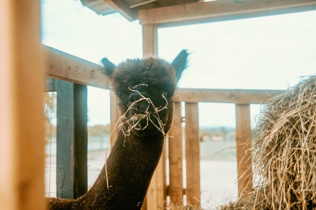 Widget the Chocolate Huacaya Alpaca looking at camera mid-chew with his head inside the feeding stack at Haute Goat