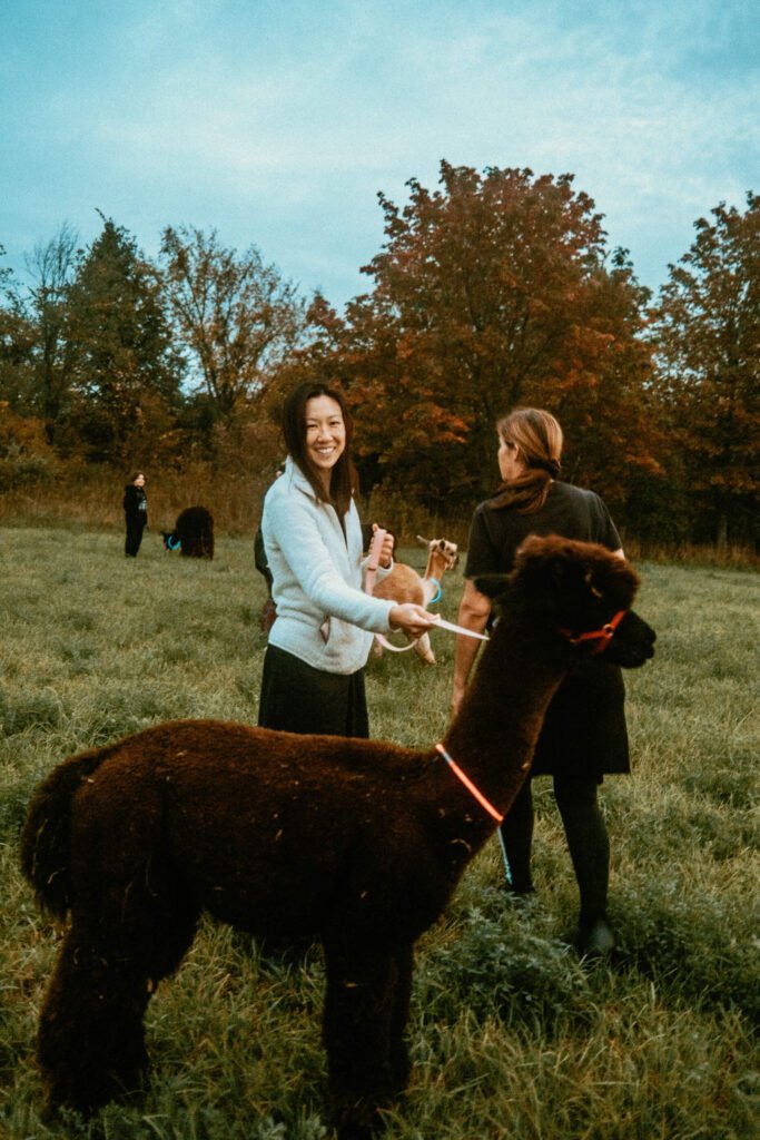 Woman holding an alpaca by the halter. Alpaca has a glow stick on its neck. In the background, Christa from Haute Goat is heading off to assist other guests and their alpacas with glow stick necklaces.