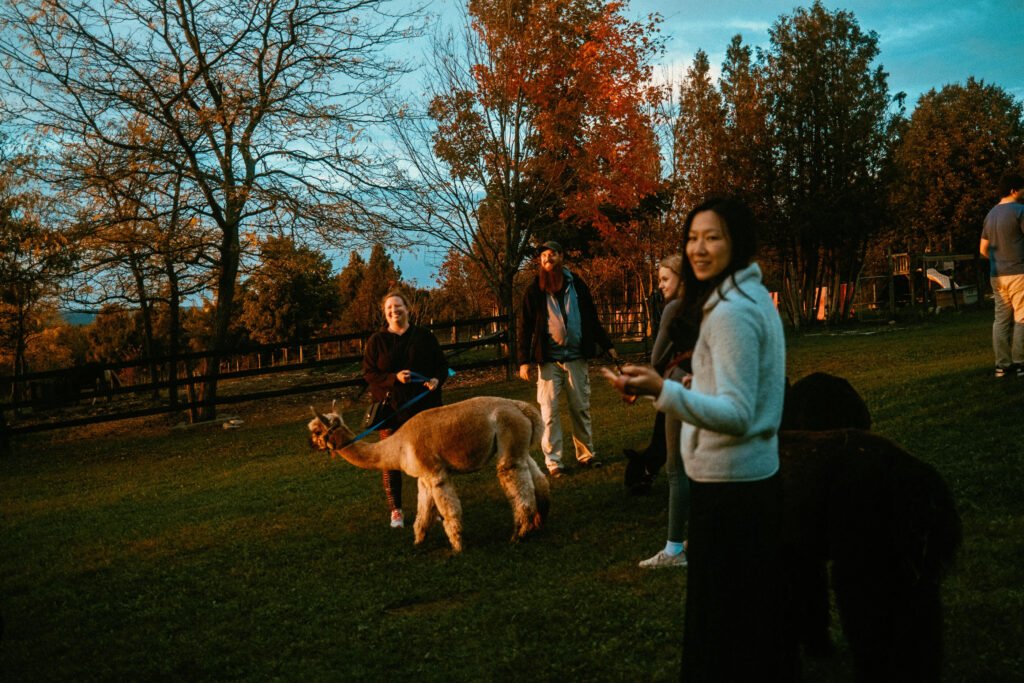 Guests participating in the Magical Sunset Alpaca Walk at Haute Goat's Farm