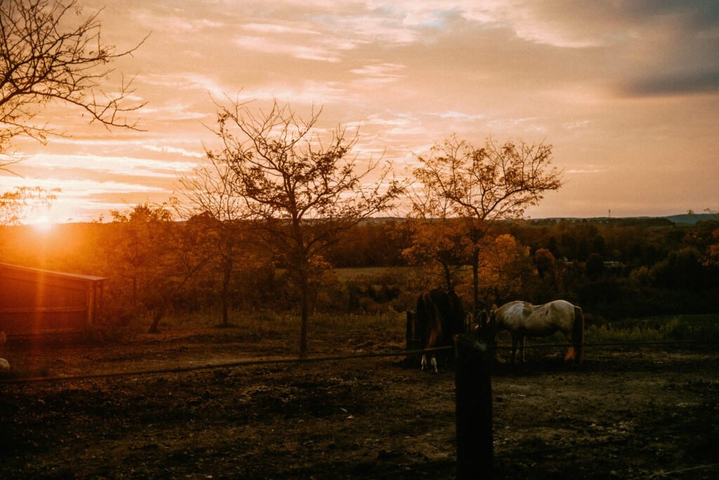 Sunset view of the horse pastures at Haute Goat