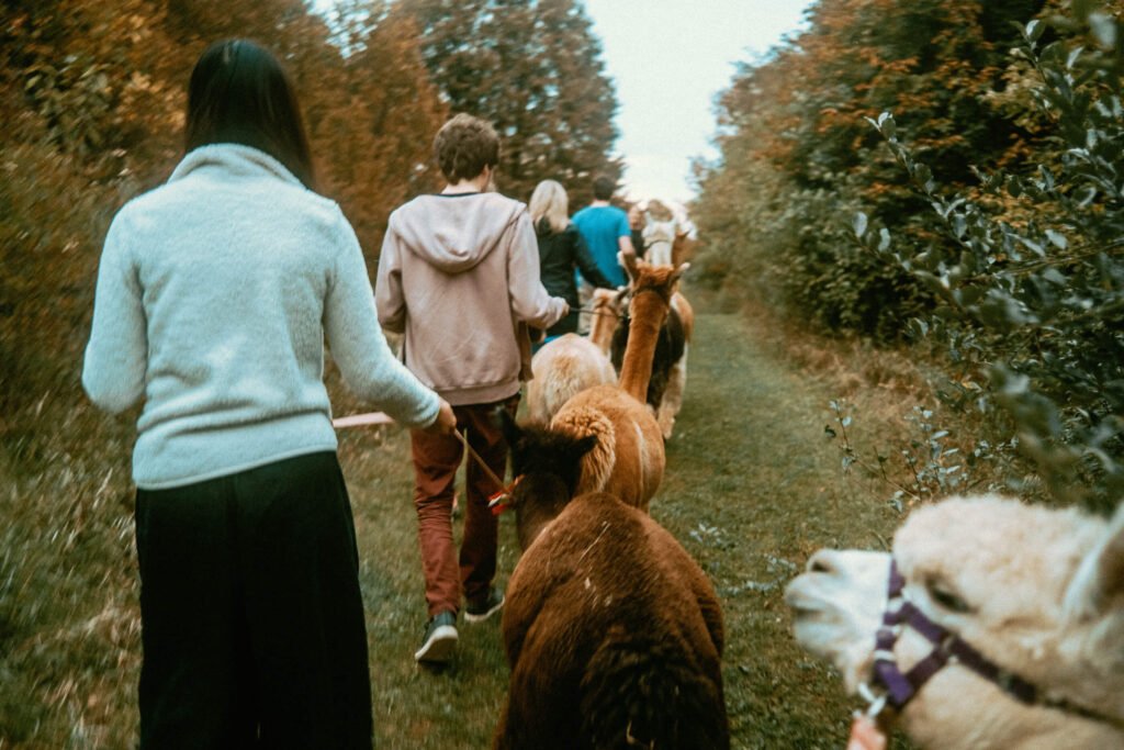Walking alpacas in a single file line on some of Haute Goat's walking trails