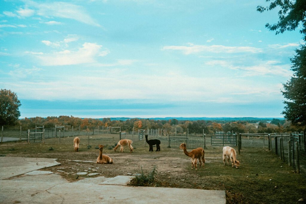 Alpacas at Haute Goat Farm Relaxing in their pen