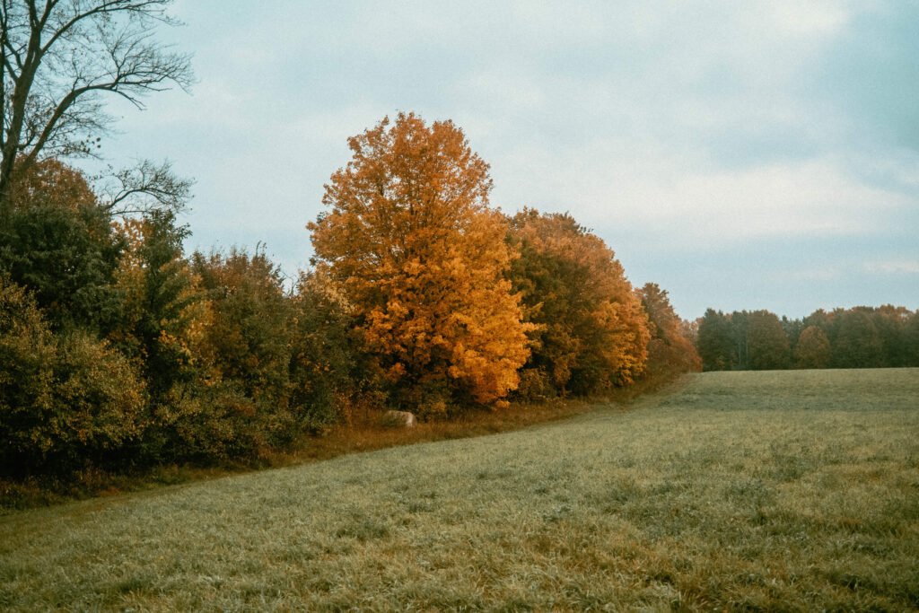 Open field and Autumn Trees at Haute Goat Farm