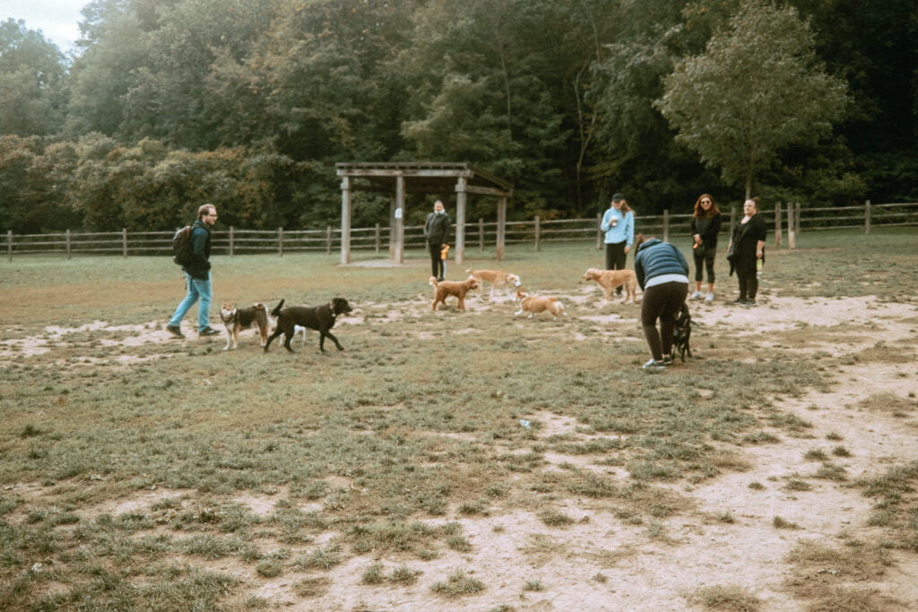 6 dogs and several dog owners playing in the main area of Earl Bales Dog Park