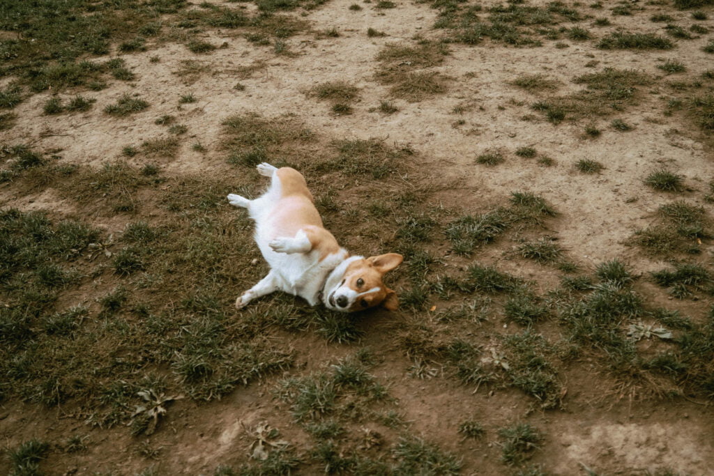 Corgi lying on her side in the ground