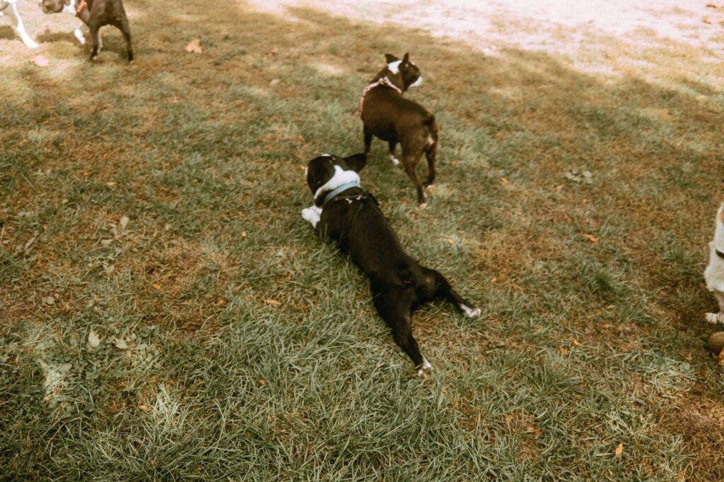 Boston Terrier laying on the ground