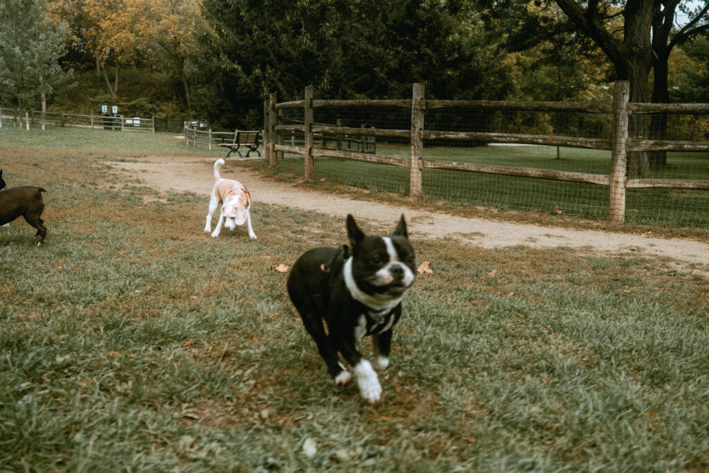 Beagle and Boston Terrier at Earl Bales Dog Park