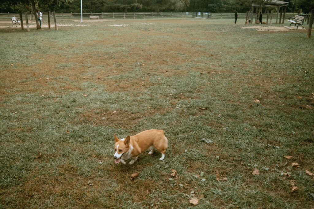 Limone the corgi heading to the quieter northwest side of the dog park at Earl Bales