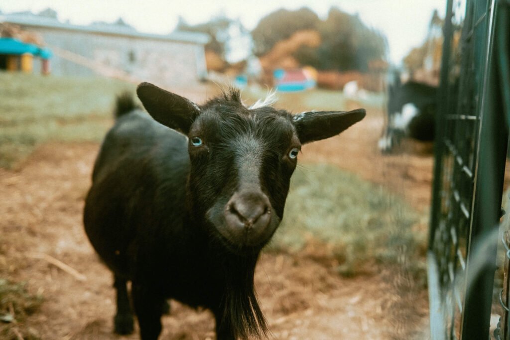 Closeup of a Nigerian Dwarf Goat