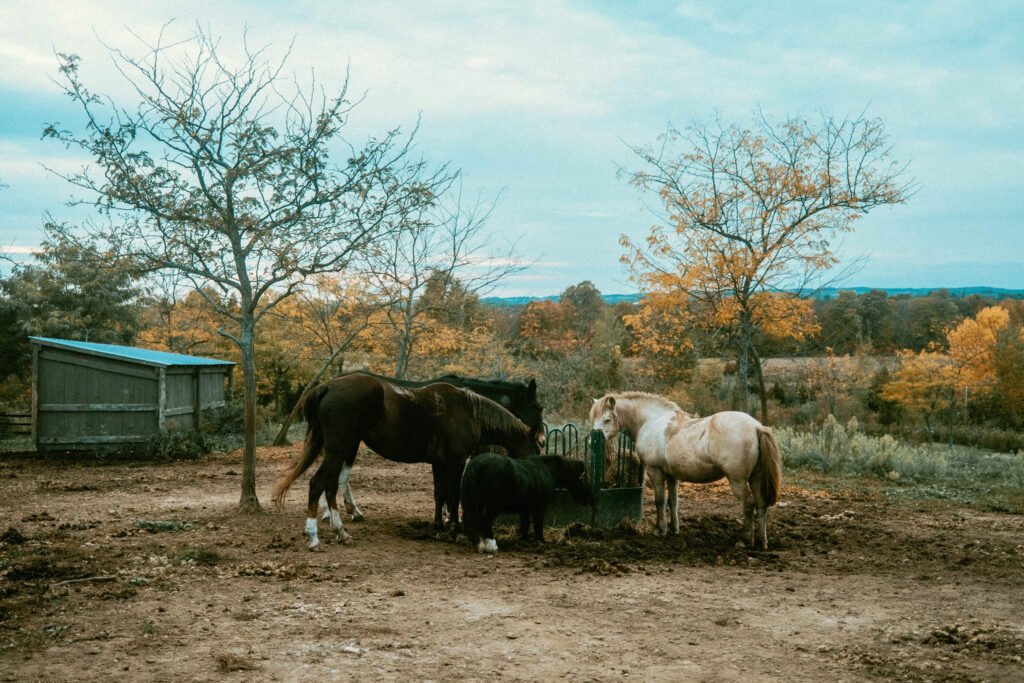 Horses grazing at Haute Goat