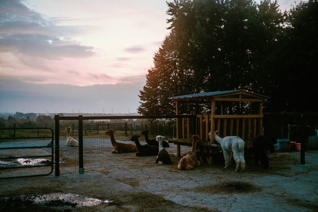 Resting alpacas at Haute Goat during sunrise