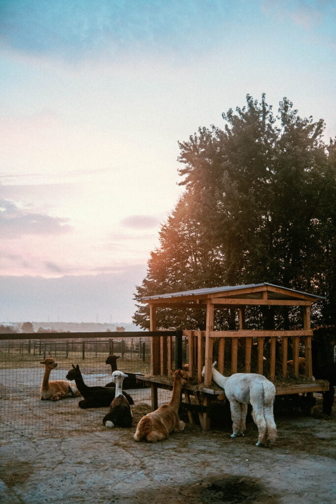 Resting alpacas at Haute Goat during sunrise