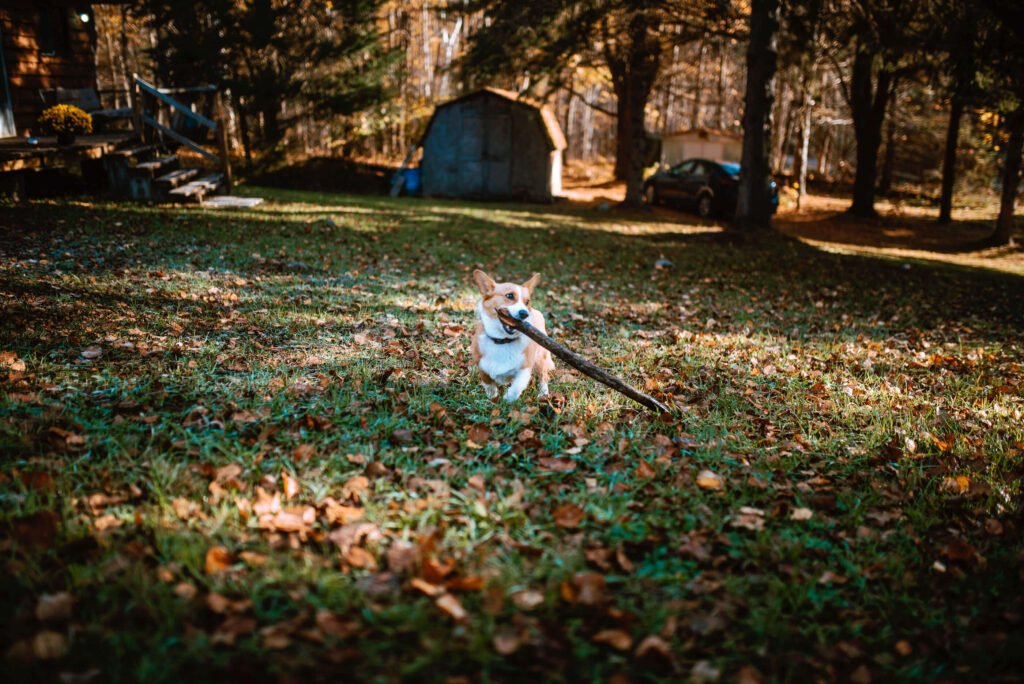 Limone the corgi holding a large stick running in teh open clearing area of the property space for the rustic cozy cabin Hipcamp Canada listing in Minden, Ontario