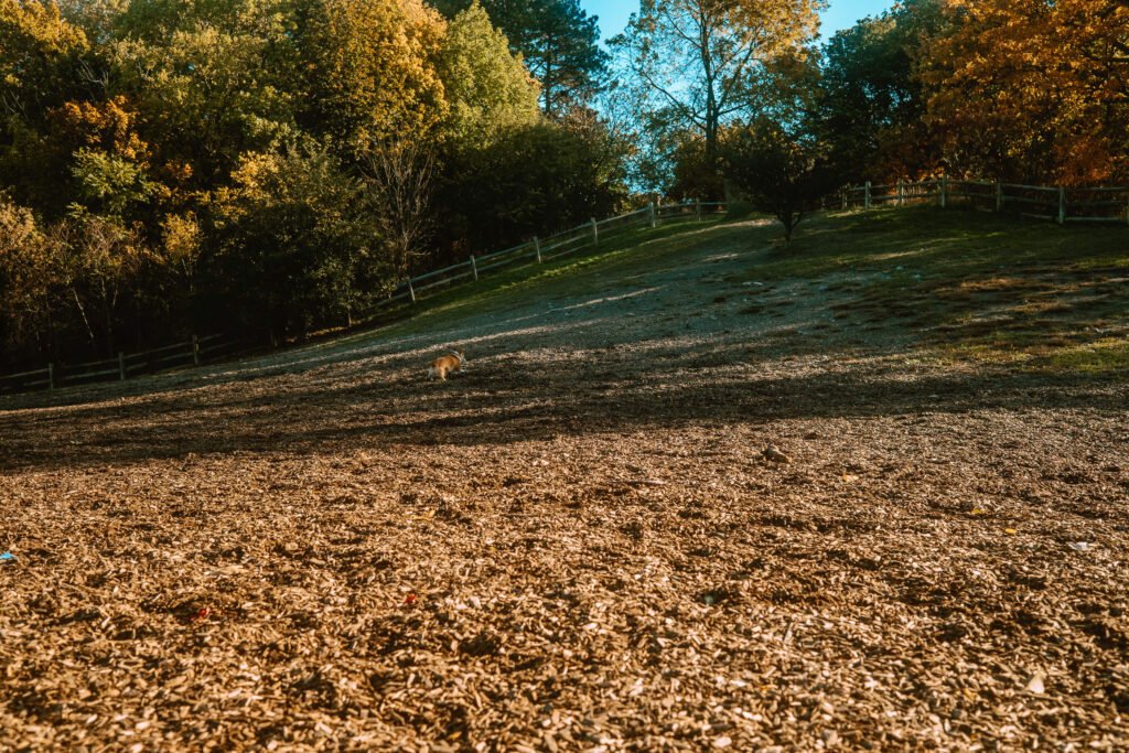 Cedarvale Dog Park has a sloped hill on one side of its large off-leash dog park
