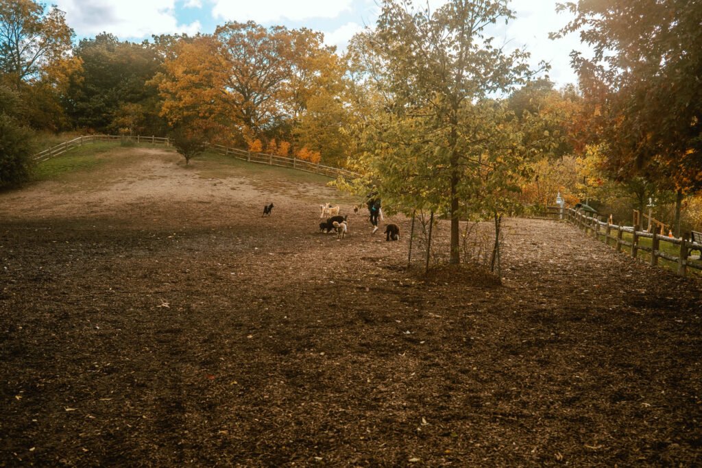 Cedarvale Dog Park - Further image of gently hill slope