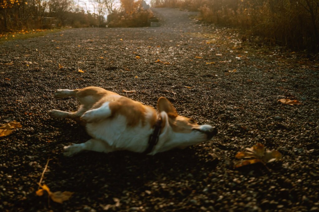 Limone, the corgi laying on her side at Jack Darling Dog Park