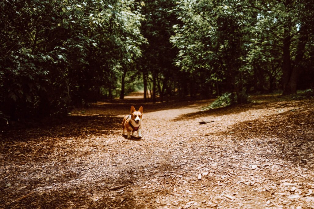 Shaded, Woodchip Off-Leash Trail at Jack Darling Dog Park