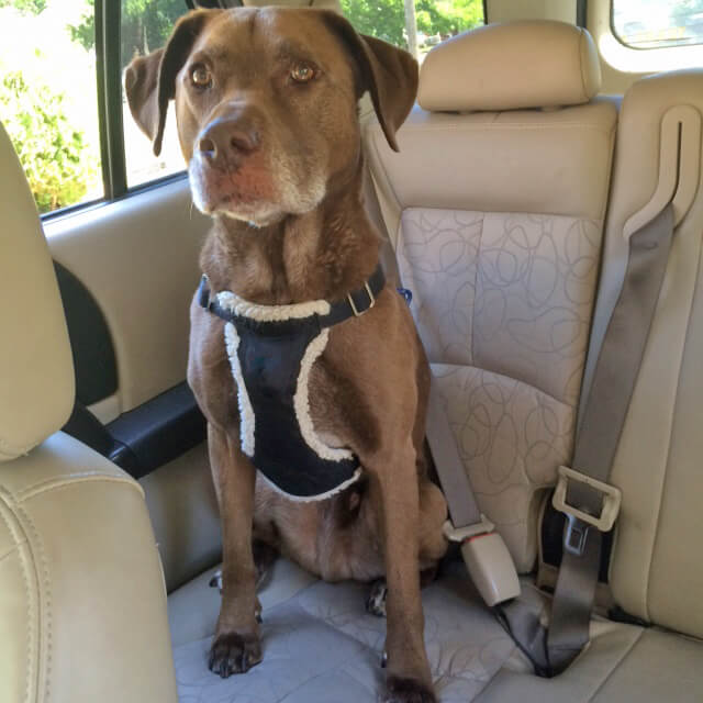 Large dog in safety harness and seat belt harness