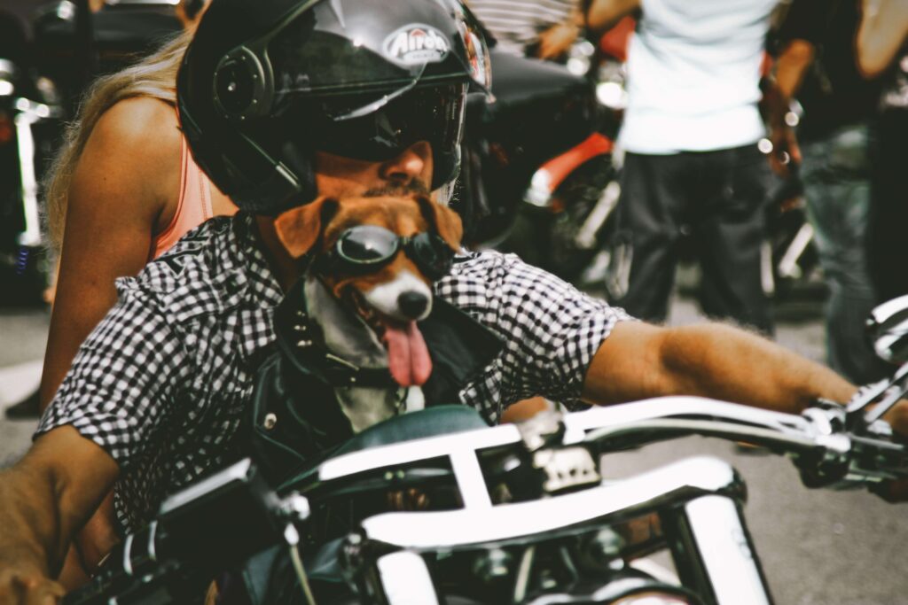 Motorcyclist with Jack Russell terrier with goggles sitting on motorcycle