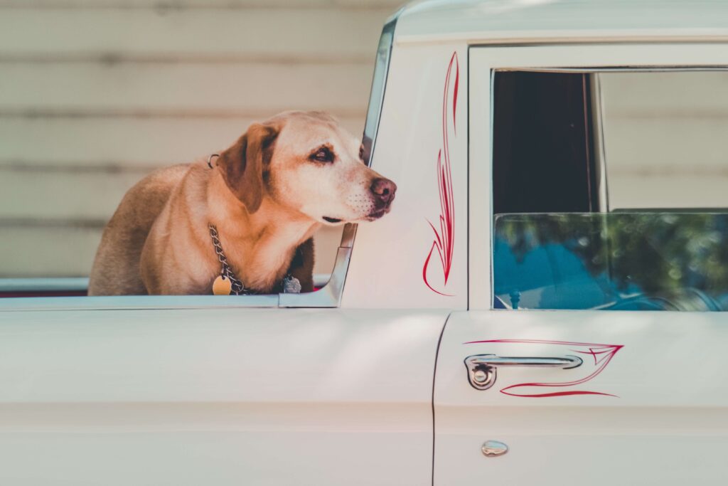 Dog standing in the back of a pickup truck