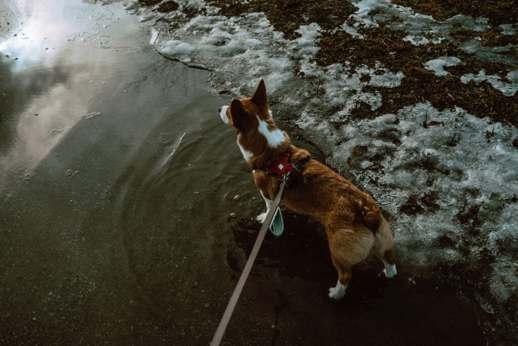 Downview Park - Circuit Path - Limone from SYDE Road wearing Ruffwear Harness in Magenta standing in a puddle of water on the paved pathway of Circuit Path. The edge is icy  with patches of grass peeking through. 