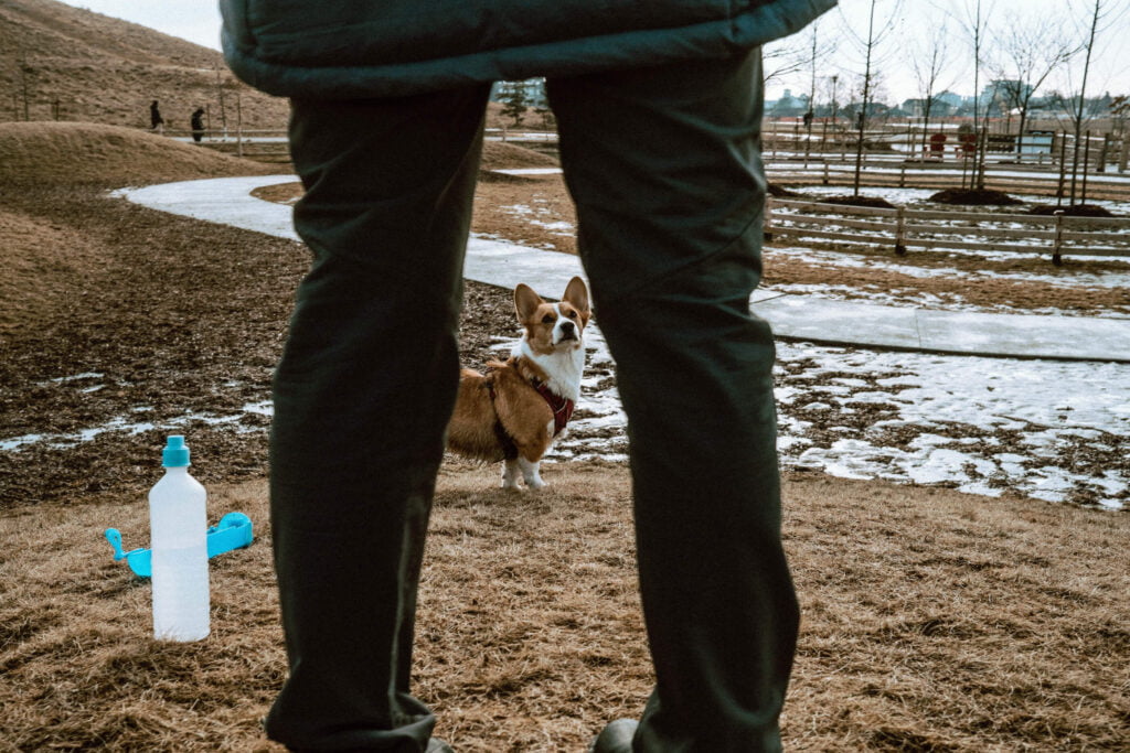 Downsview Dog Park | Dogsview Park - Corgi framed between owner's legs. The corgi is looking up at her owner.