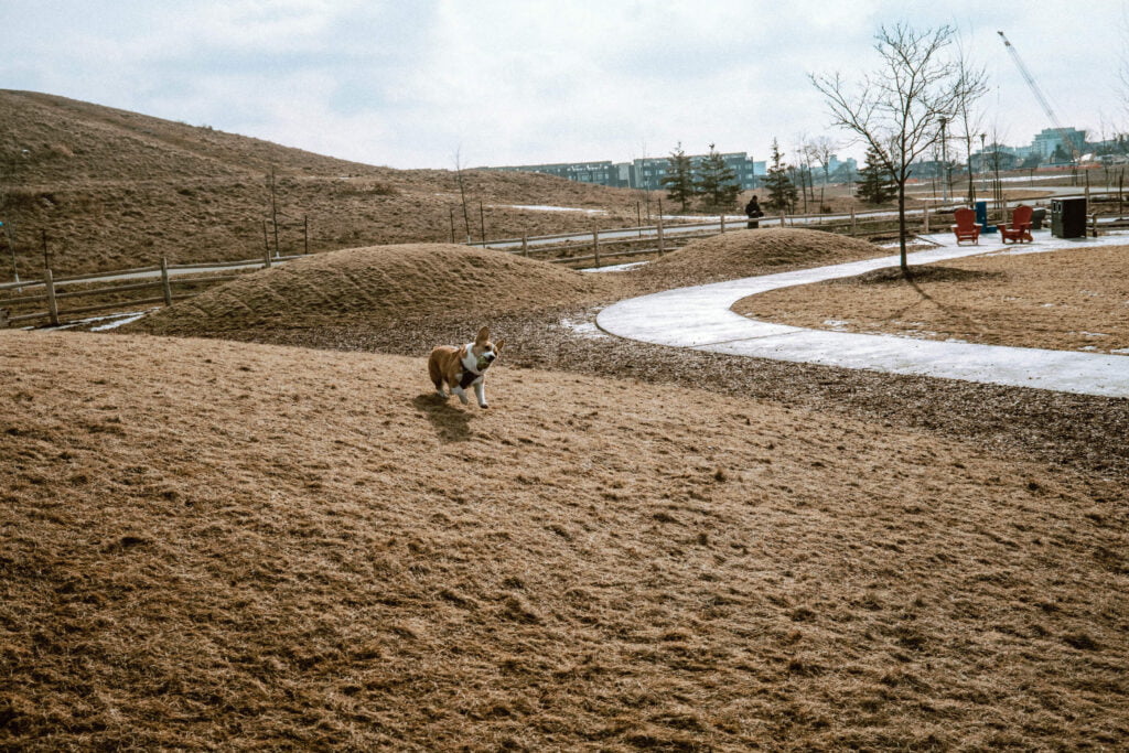 Dogsview Park | Downsview Park - Corgi in mid-run holding a ball - Limone from SYDE Road